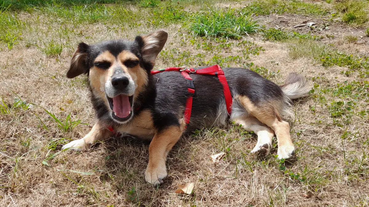 auf den Bildern ist Didi. Nachdem unsere alte Hündin im März gestorben ist, waren wir im Juli beim Bark Date in Stuttgart-Weilimdorf. Dort haben wir Didi getroffen und uns sofort in sie verliebt. Didi ist eine 4 1/2 Jahre alte Mischlingshündin und lebte zuletzt in einem Shelter in Nord-Mazedonien. Sie durfte Ende Juni nach Deutschland und war auf einer Pflegestelle, bevor wir sie dann vor 9 Wochen adoptiert haben.Sie ist eine kleine, völlig menschenbezogene Maus, die sich bei uns völlig problemlos eingelebt hat. Didi liebt es, zu schnüffeln, auf Baumstämmen zu balancieren, Eichhörnchen zu beobachten und sich streicheln zu lassen.Mit freundlichen Grüßen Steffen und Antje Bräuninger