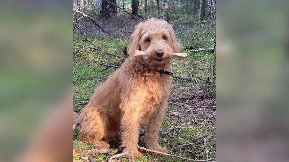Sammy ist 18 Monate alt – und hat laut seinem Frauchen bereits gelernt, wie man eine ganze Familie um die Pfote wickelt. Der Medium Labradoodle mit einer Vorliebe für lange Waldspaziergänge, ist für sie aber nicht nur ein Hund. Er ist „treuer Begleiter, bester Freund und – wenn es nach ihm geht – selbstverständlich Familienoberhaupt“. Und das Beste: In seiner Familie darf Sammy eigentlich alles. „Er weiß das natürlich ganz genau und nutzt seine Sonderrechte auch gewissenhaft aus“, sagt Frauchen.