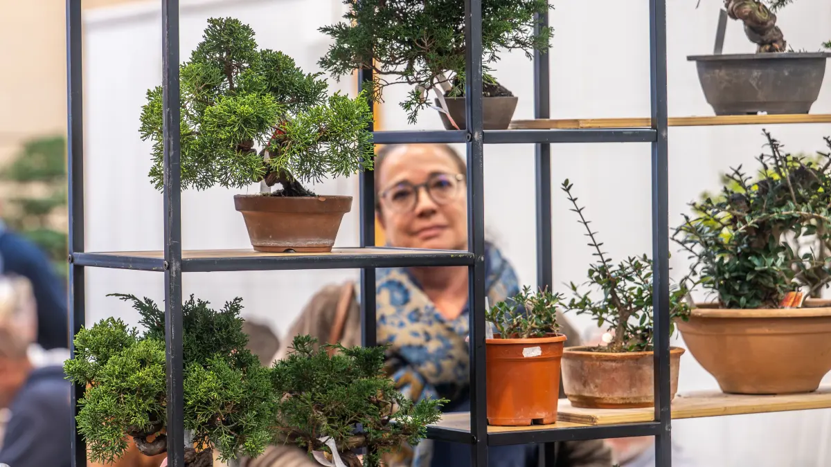 Salach, Stauferlandhalle: Deutsche Bonsai-Bundesausstellung 2026