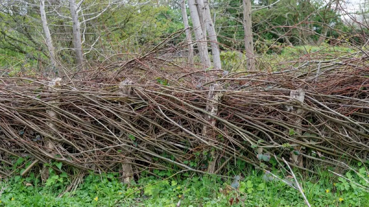Eine geschichtete Benjeshecke im Frühling.