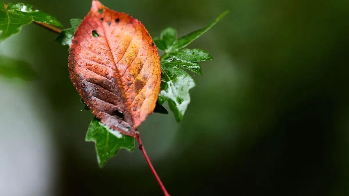 Herbstwetter in Nordrhein-Westfalen: 13.10.2026, Nordrhein-Westfalen, Mönchengladbach: Ein herbstlich gefärbtes Blatt liegt auf einem Strauch bei Regen am Schloss Rheydt. Foto: Rolf Vennenbernd/dpa +++ dpa-Bildfunk +++