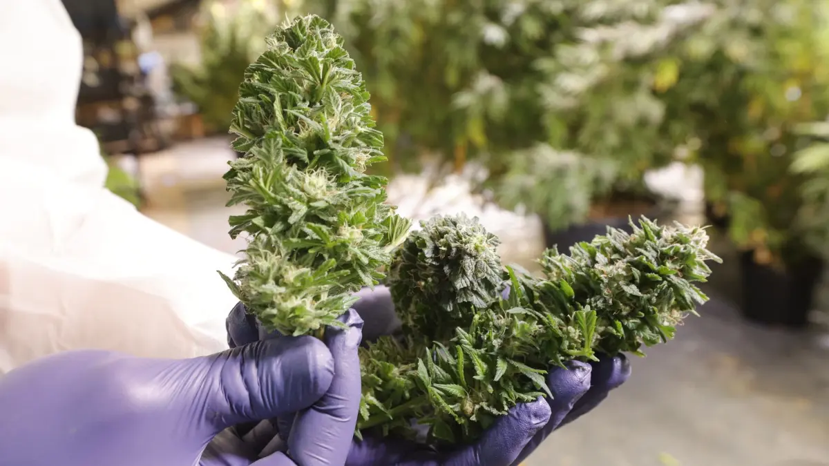Ernte beim Cannabis-Club Harz: 15.10.2026, Sachsen-Anhalt, Quedlinburg: Blütenstände werden begutachtet. Derzeit werden vom Verein „Dein Cannabis Social Club e.V.“ die Blütenstände geerntet. Der Verein „Dein CSC“ verfolgt drei unterschiedliche Anbaumethoden. Dabei wachsen die Pflanzen unter freiem Himmel auf dem Acker, im gartenbaulichen Anbau und unter gezielt gesteuerten Bedingungen in einer modernen Phytokammer. Foto: Matthias Bein/dpa +++ dpa-Bildfunk +++