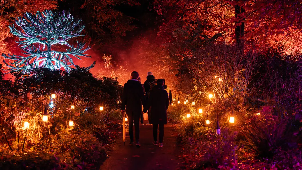 Besucher gehen auf den ãLeuchtenden TraumpfadenÒ im Blühende Barock des Schloss Ludwigsburg an zahlreichen Lichtern vorbei. Ludwigsburg Baden-Württemberg Deutschland *** Visitors walk past numerous lights on the ÒLuminous Dream PathsÓ in the Blooming Baroque of Ludwigsburg Palace Ludwigsburg Baden Württemberg Germany