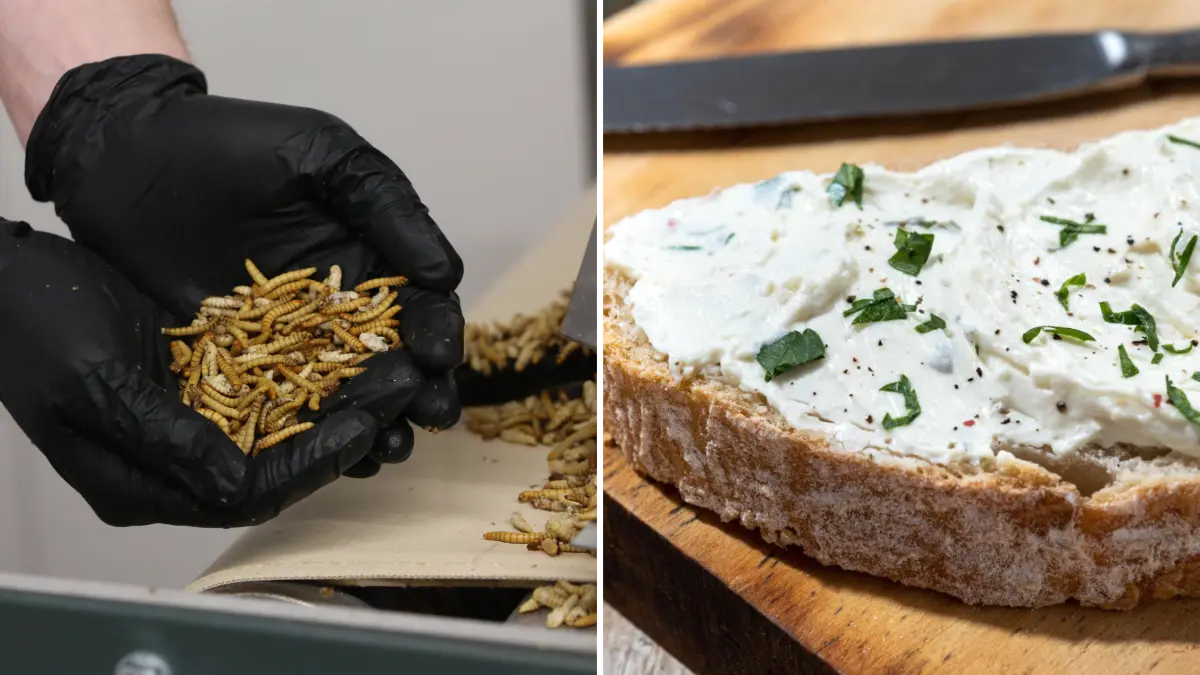 Insekten im Frischkäse