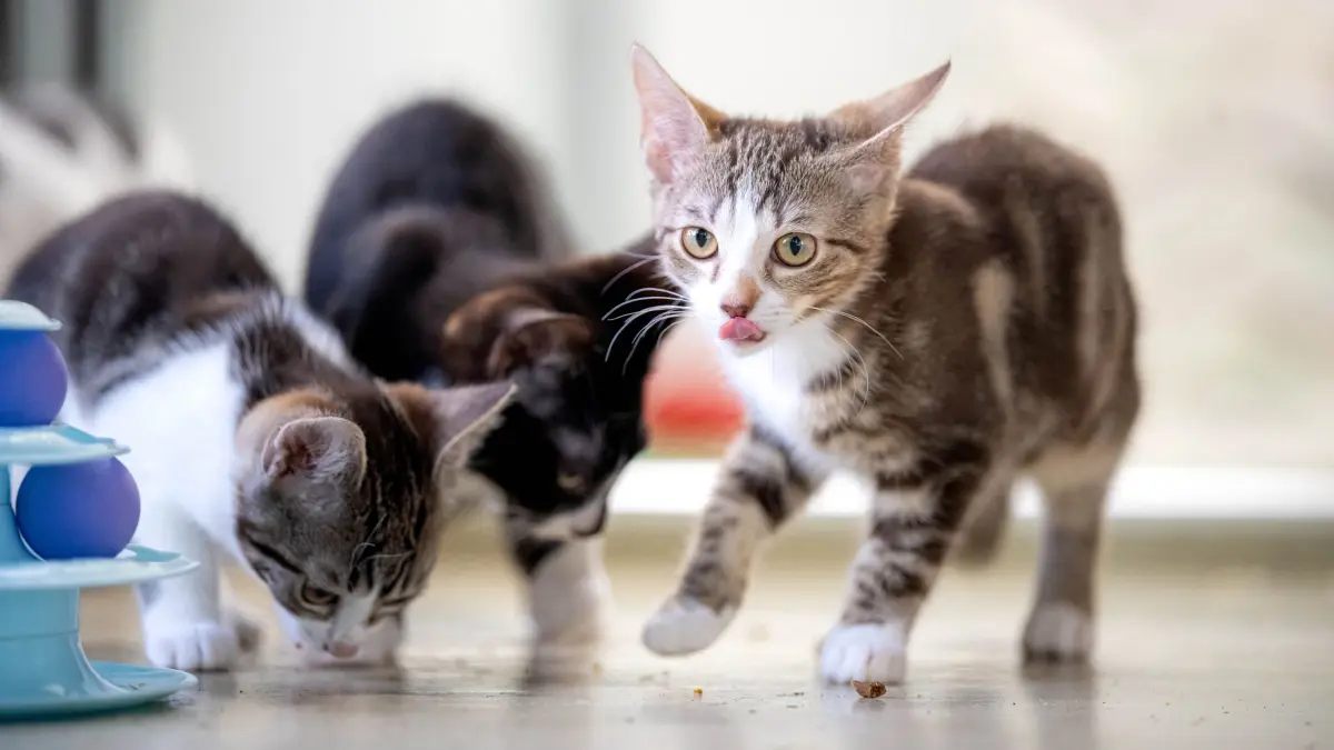 Tierheime in Sachsen sind am Limit: Junge Katzen im Tierheim Bremen. In einer kleinen Pariser Wohnung haben von den Behörden zur Hilfe gerufene Tierschützer über 75 Katzen entdeckt. (zu dpa: ««Brechend voll»: Sachsens Tierheime sind am Limit»)
