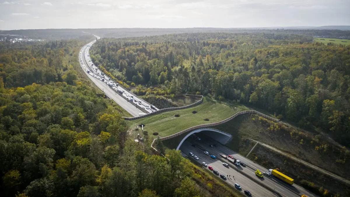 Grünbrücke: Pforzheim - Weiterer Meilenstein beim Ausbau der Autobahn A8 bei Pforzheim/Enztalquerung: Die Grünbrücke Hagenschieß wird jetzt bepflanzt. Auch schon vor dem symbolischen Start mit dem Pflanzen eines Spitzahorns haben sich Rehe, Füchse und Hasen auf das Bauwerk getraut.