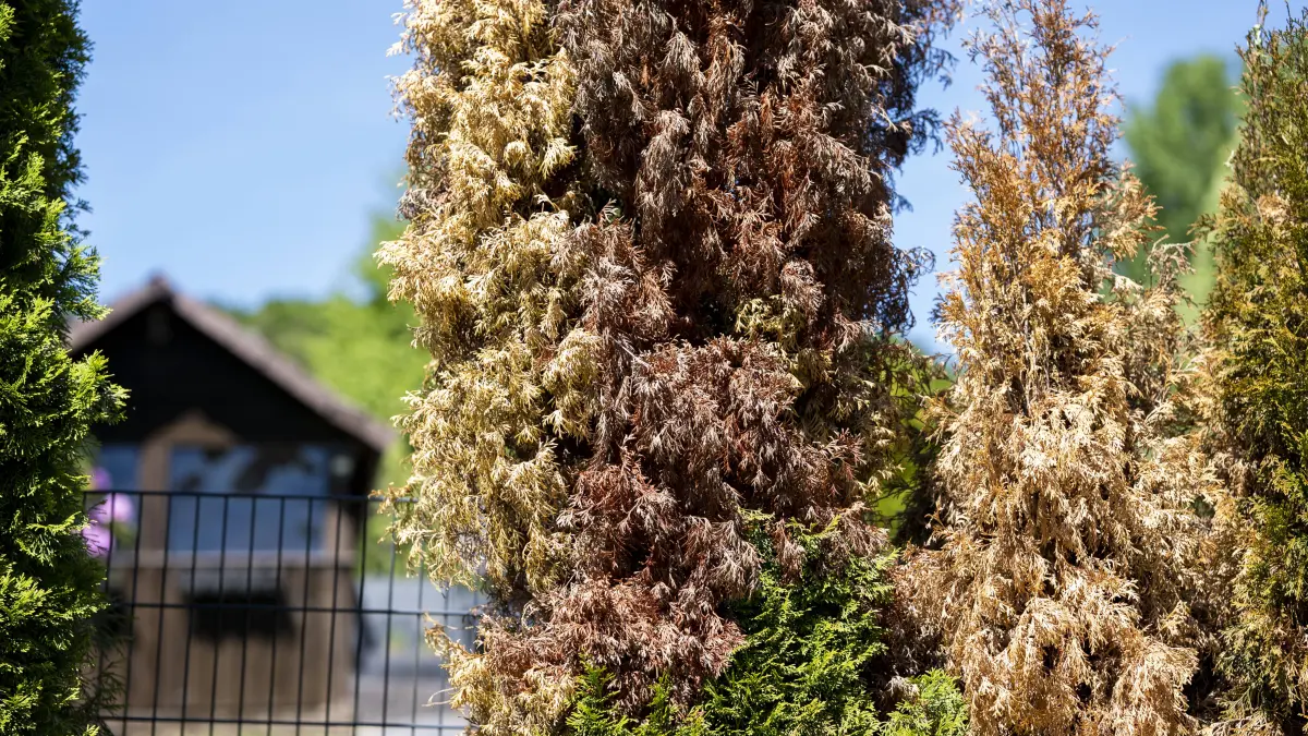 Teilweise vertrocknete Thuja-Smaragd-Hecke in einem Garten in Gummersbach. Die braunen und abgestorbenen Bereiche der Koniferen können auf Trockenheit, Hitzeschäden, Schädlingsbefall oder Pflanzenkrankheiten hinweisen. Gummersbach, Nordrhein-Westfalen, 25.05.2026 *** Partially dried out Thuja Smaragd hedge in a garden in Gummersbach The brown and dead areas of the conifers may indicate drought, heat damage, pest infestation or plant disease Gummersbach, North Rhine-Westphalia, 25 05 2026 Copyright: MarcoxBader