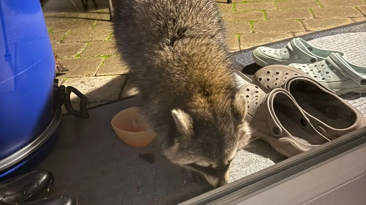 Waschbär auf Terrasse in Rohrau