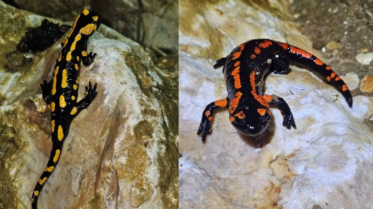 Das neu geschaffene Feuersalamander-Winterquartier der Stadt Uhingen ist auf große Akzeptanz gestoßen. Die ersten bestätigten Exemplare haben sich für das neue Winterquartier entschieden und damit ein deutliches Zeichen für die Attraktivität des neuen Rückzugsortes gesetzt