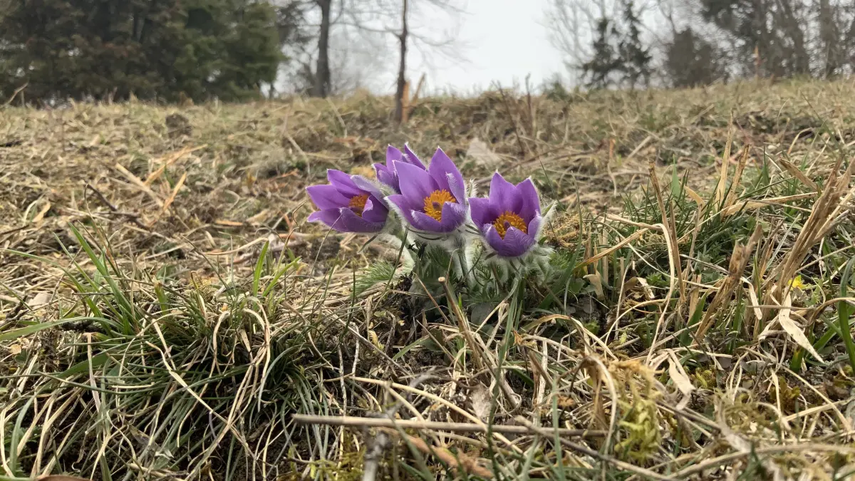 Landschaftspflegetag im Naturschutzgebiet Haarberg-Wasserberg (Landkreis Göppingen)