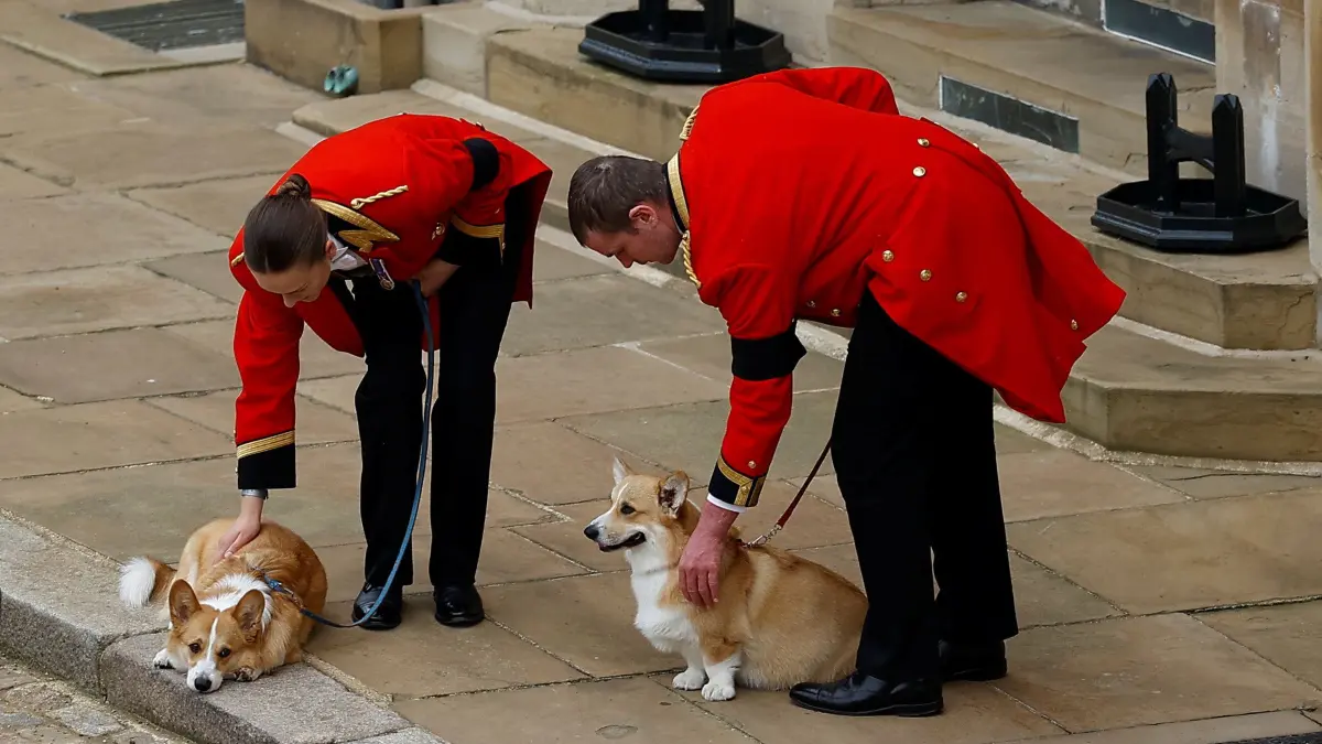 Die beiden Corgis der Königin, Muick und Sandy, sind während der feierlichen Prozession durch Schloss Windsor vor der Beisetzung von Königin Elizabeth II. zu sehen.