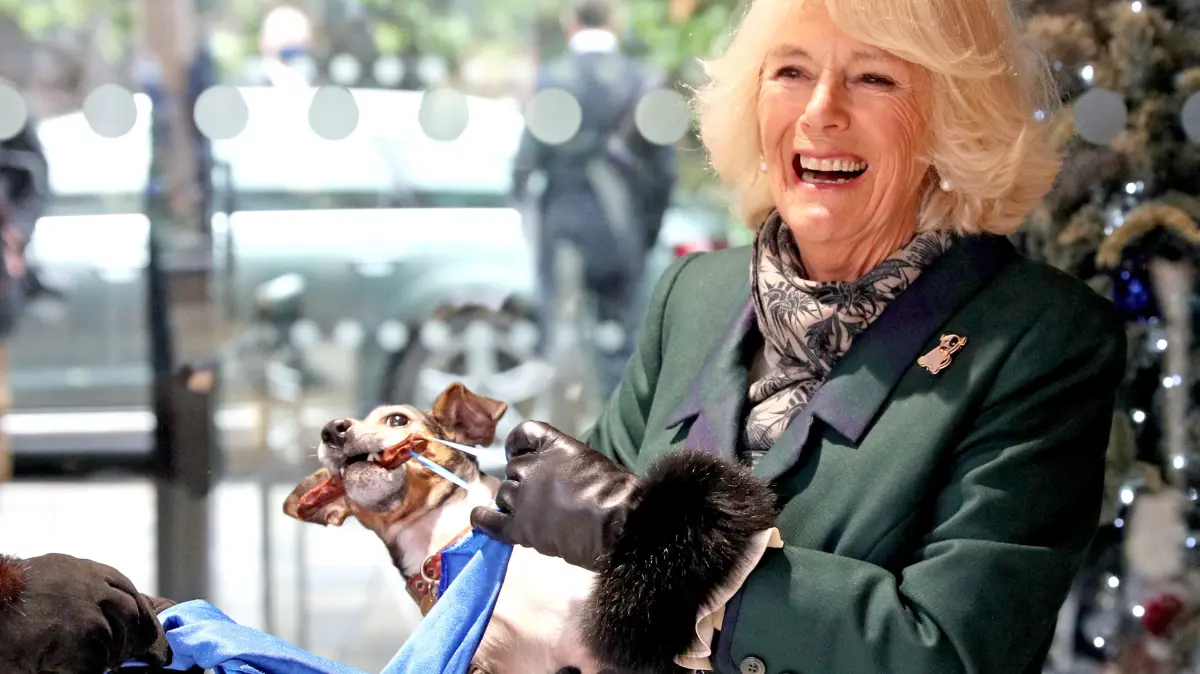 Camilla, damals Herzogin von Cornwall (jetzt Königin Camilla) mit Beth, ihrer mittlerweile verstorbenen Jack-Russell-Terrier-Hündin, bei der Enthüllung einer Gedenktafel, als sie das Battersea Dogs and Cats Home besucht.