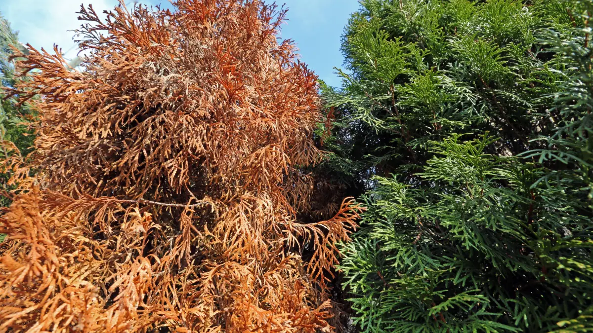 Hitzeschäden an Gartenpflanzen Hitzeschäden an der Vegetation nach direkter Sonneneinstrahlung und Trockenheit Nordrhein-Westfalen Deutschland *** Heat damage to garden plants Heat damage to vegetation after direct sunlight and drought North Rhine-Westphalia Germany