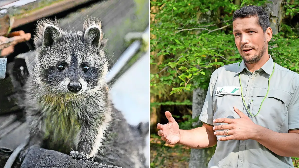Forstamtsleiter Frieder Wickel begrüßt das Engagement der Jäger, die Waschbär-Bestände stärker zu kontrollieren.